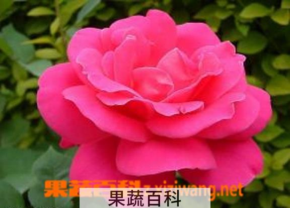 果蔬百科月季花图片 月季花的养殖方法 