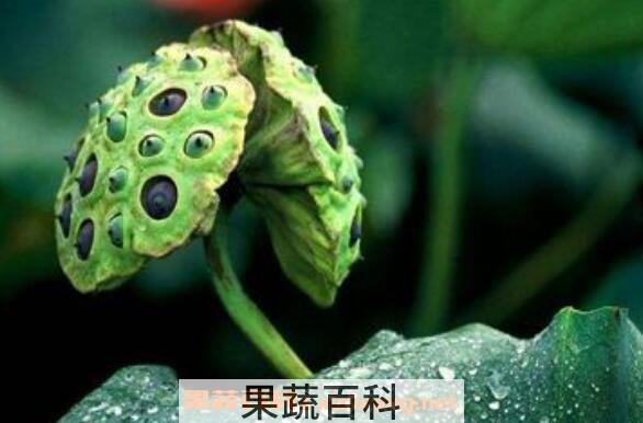 莲蓬的功效与作用 莲蓬的食用禁忌