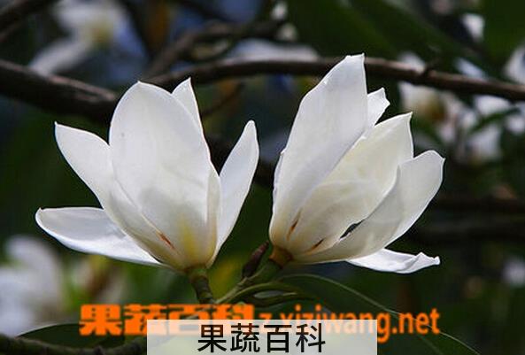 果蔬百科盆栽白玉兰的养殖方法