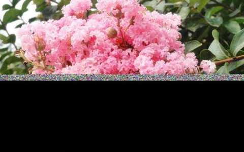 紫薇花的养殖方法及护理大全图片 紫薇花的养殖方法及护理大全视频