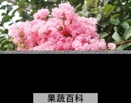果蔬百科紫薇花的养殖方法及护理大全