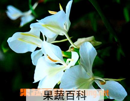 果蔬百科白蝴蝶花怎么种 白蝴蝶花栽培注意事项