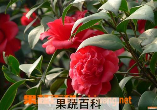 果蔬百科茶花的养殖方法与修剪方法