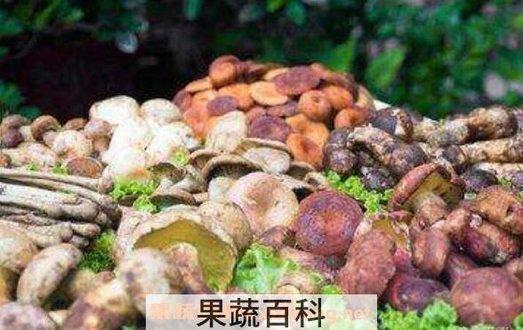 云南野生菌的功效与作用 云南野生菌的禁忌