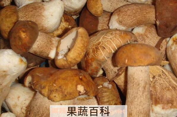 云南野生菌的功效与作用 云南野生菌的禁忌