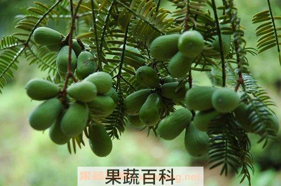 香榧