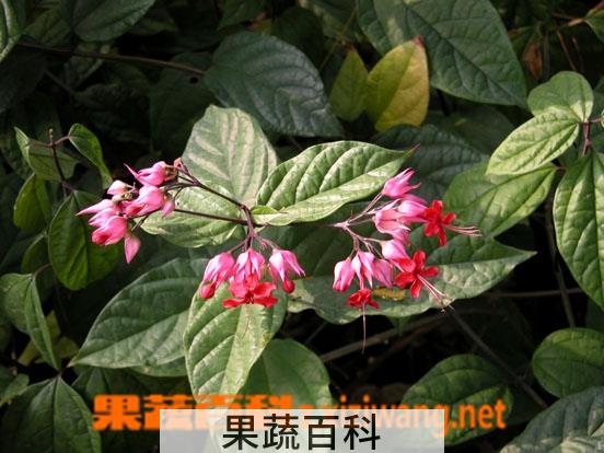 果蔬百科红花龙吐珠图片 红花龙吐珠养殖方法