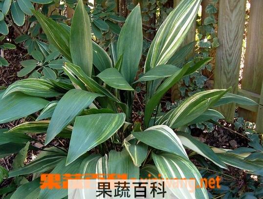 果蔬百科一叶兰的养殖方法与注意事项