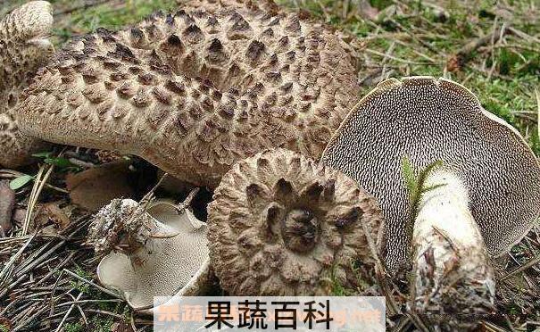 獐子菌的功效及作用 吃獐子菌的好处