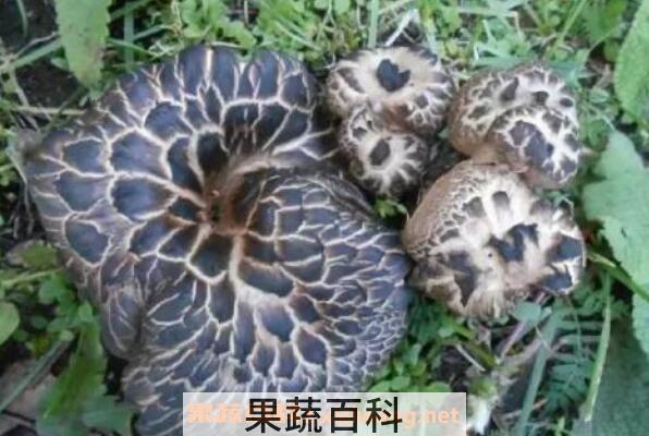 獐子菌的功效及作用 吃獐子菌的好处