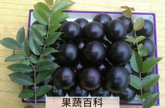 嘉宝果