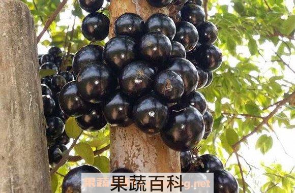 嘉宝果
