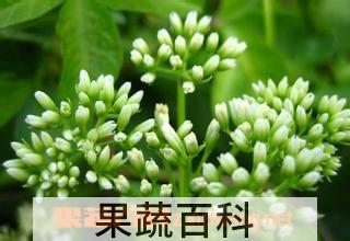 果蔬百科洋甘菊养殖方法介绍