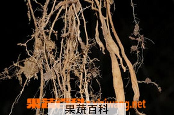 果蔬百科栀子花根的功效与作用
