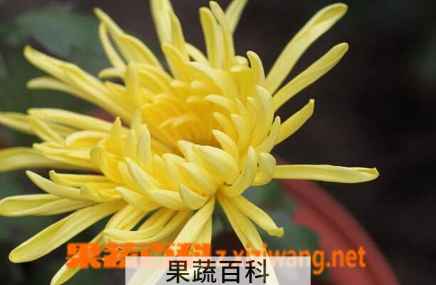 果蔬百科黄菊花的功效与作用