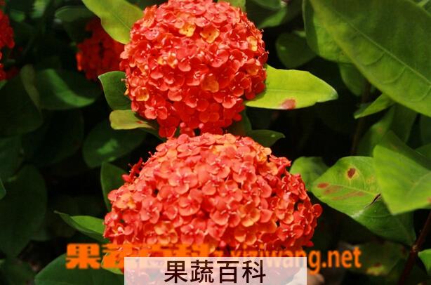 果蔬百科龙船花的养殖方法与注意事项