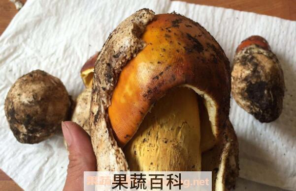 鹅蛋菌的功效与作用