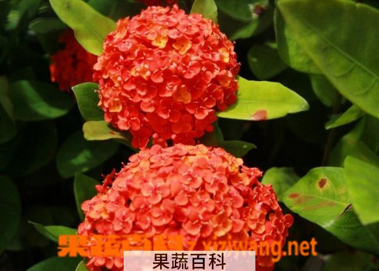 果蔬百科龙船花的养殖方法和注意事项