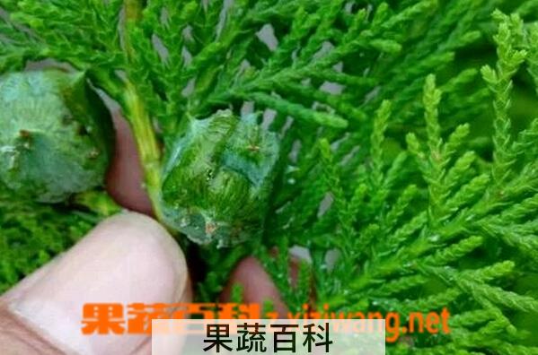 果蔬百科侧柏的功效与作用