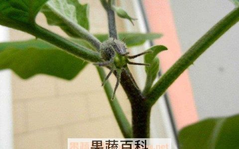 茄子杆煮水有哪些作用 茄子杆煮水的功效与作用图片