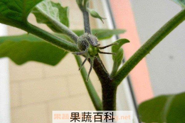 茄子杆