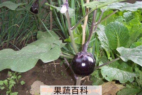 茄子杆