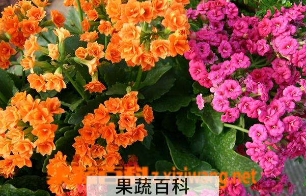 果蔬百科长寿花的养殖方法