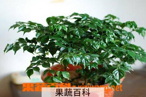 果蔬百科幸福树的养殖方法