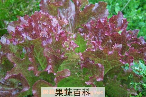 红叶生菜