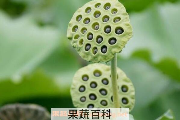 干莲蓬煮水有什么功效