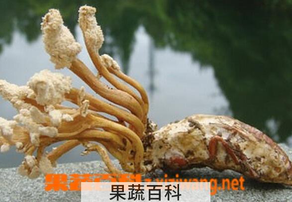 果蔬百科金蝉花怎么吃好