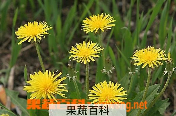 果蔬百科婆婆丁的功效与作用