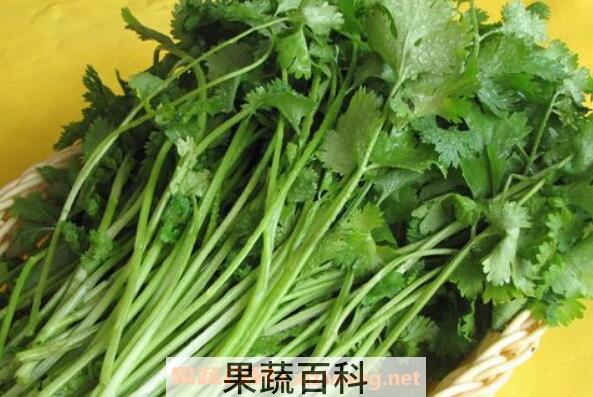 芫荽煮水的功效与作用 芫荽煮水喝有什么功效