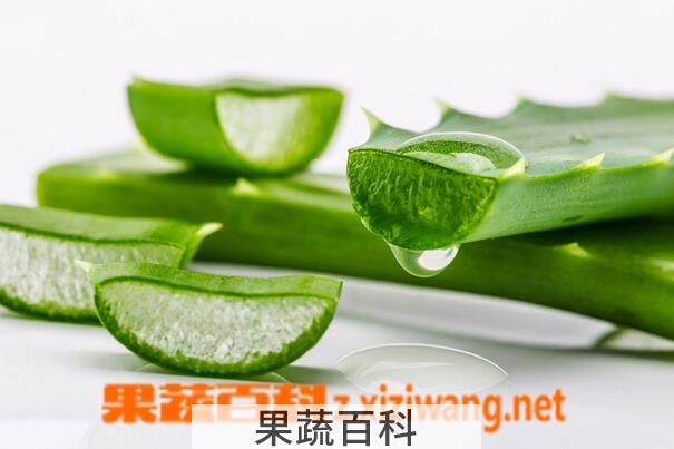 果蔬百科芦荟能美容