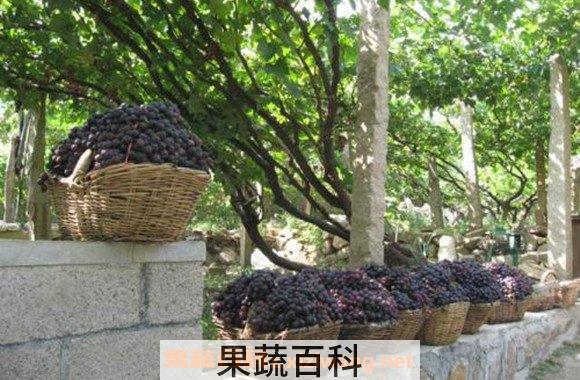 嘉宝果