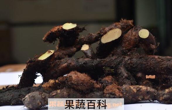 猴子姜的功效与作用