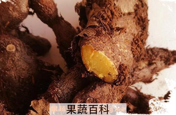 猴子姜的功效与作用