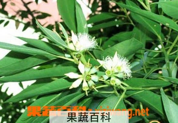果蔬百科桉树叶的功效与作用