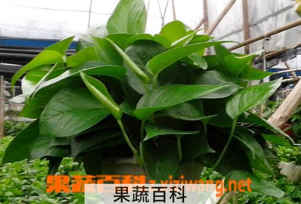 果蔬百科绿萝有毒吗