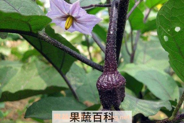 茄子把