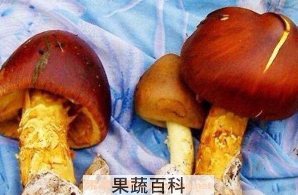 新鲜牛肝菌怎么做好吃 新鲜牛肝菌的做法