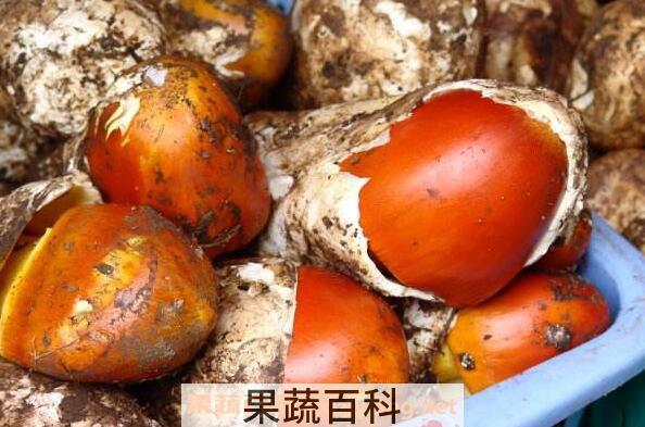 鹅蛋菌怎么吃 鹅蛋菌的做法大全
