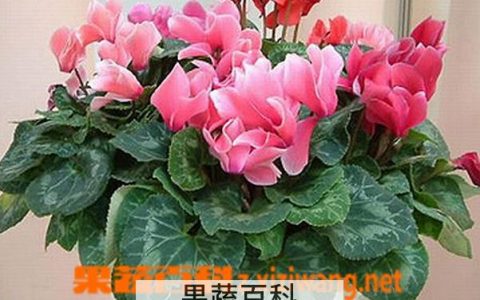 仙客来叶子发黄的原因及处理方法 视频 仙客来叶子发黄是怎么回事