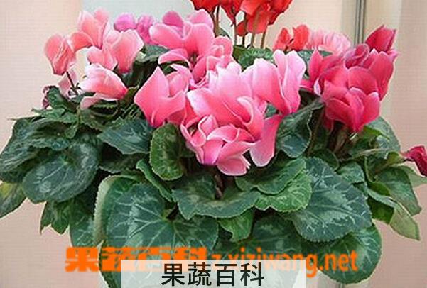 果蔬百科仙客来叶子发黄的原因