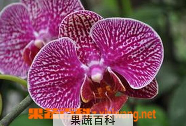 果蔬百科蝴蝶兰的养殖方法与注意事项