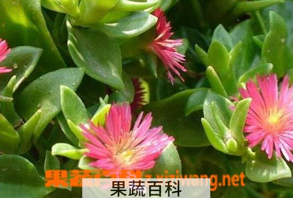 果蔬百科玉树怎么养