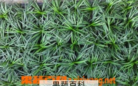 玉龙草百度百科 玉龙草百科