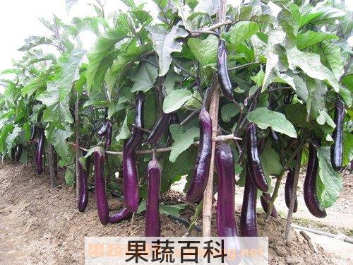 茄子杆