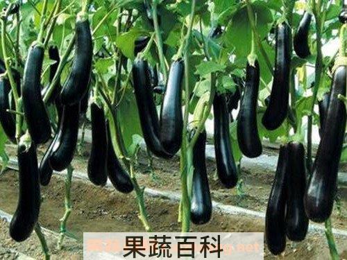 茄子杆