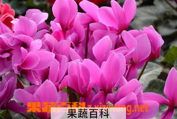 果蔬百科仙客来的功效与作用